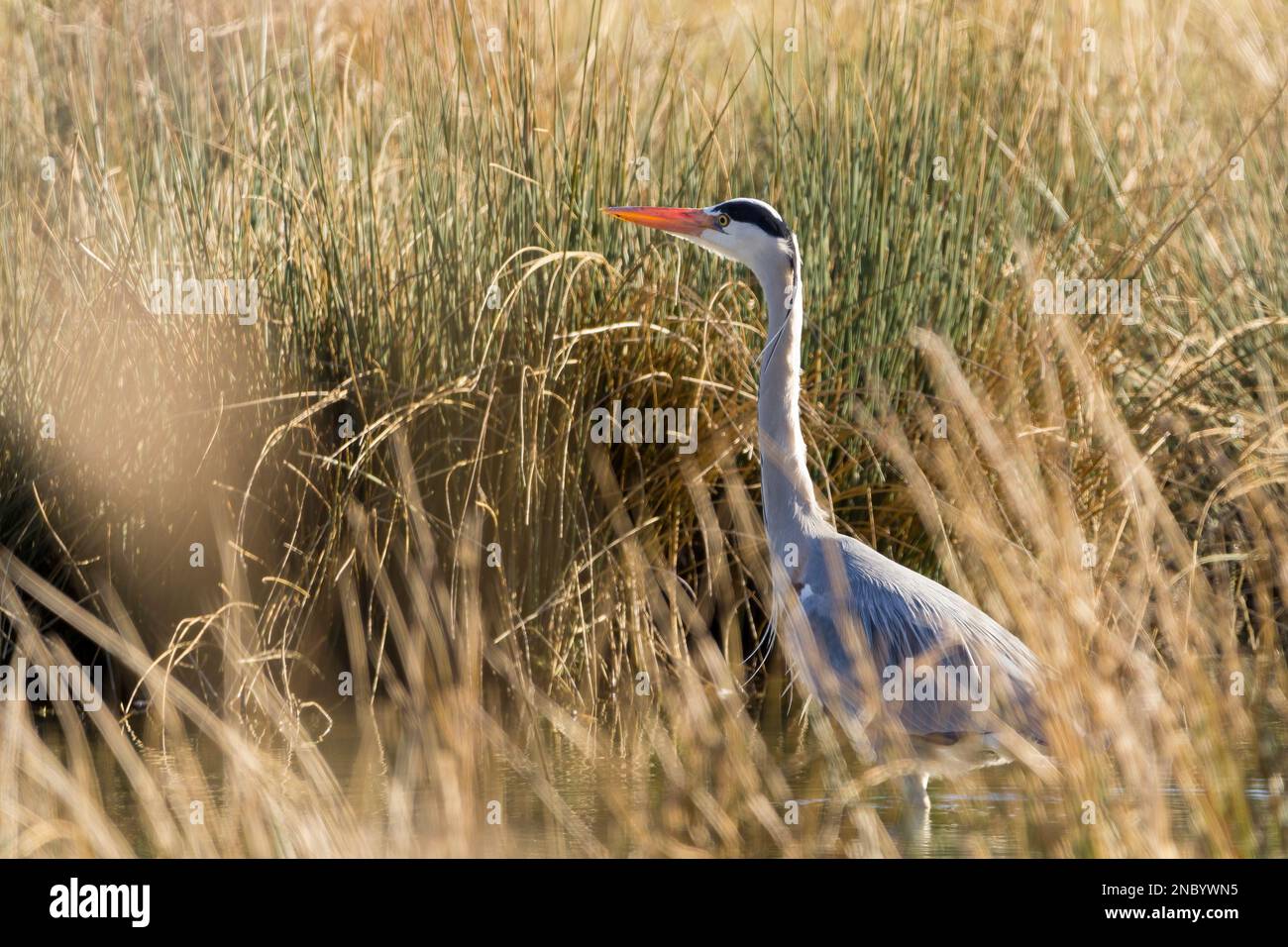 Grey heron Ardea cinerea, large wader long legs grey back and wings long white neck with black markings yellow dagger like bill black crest on head Stock Photo