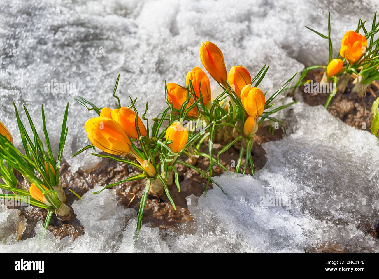 First spring yellow crocuses in the snow Stock Photo