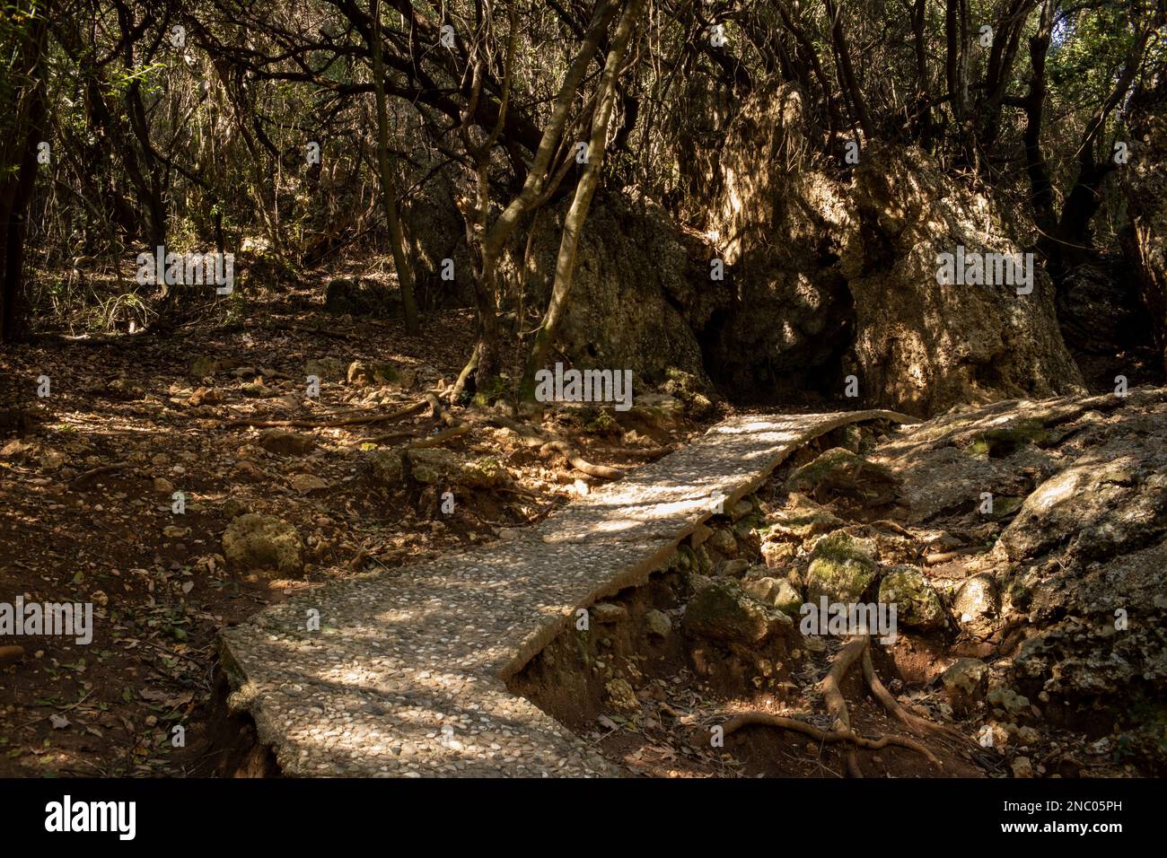 A stone path in the forest among trees and breaking through the rays of ...