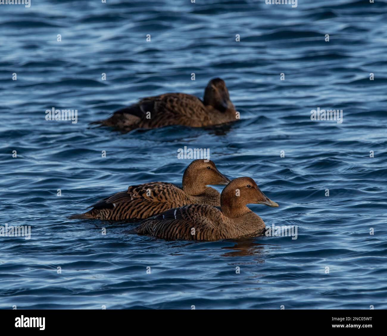 Group of female common eider ducks Stock Photo Alamy