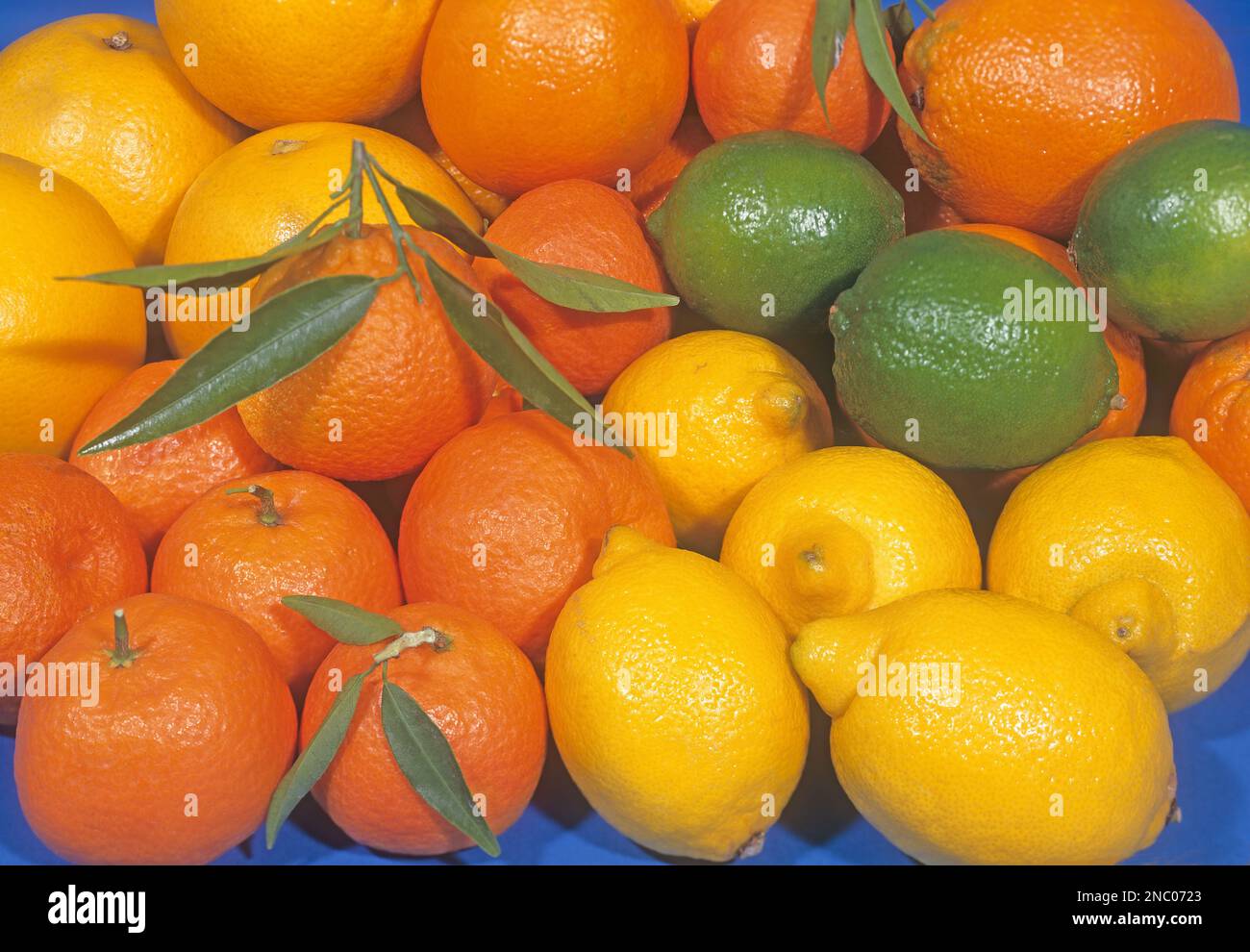 Various citrus fruits: mandarines, oranges, grapefruit, lemons, limes camera: Linhof Technika 6x9 Stock Photo
