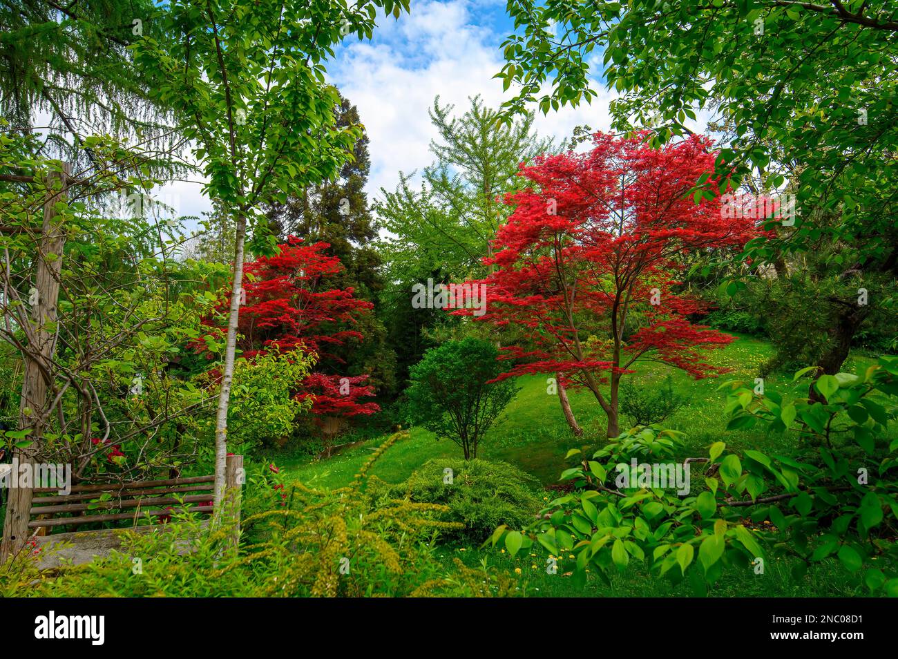 Beautiful trees and flowers in the Japanese garden in the Budapest Zoo in Hungary. Spring green landscape Stock Photo