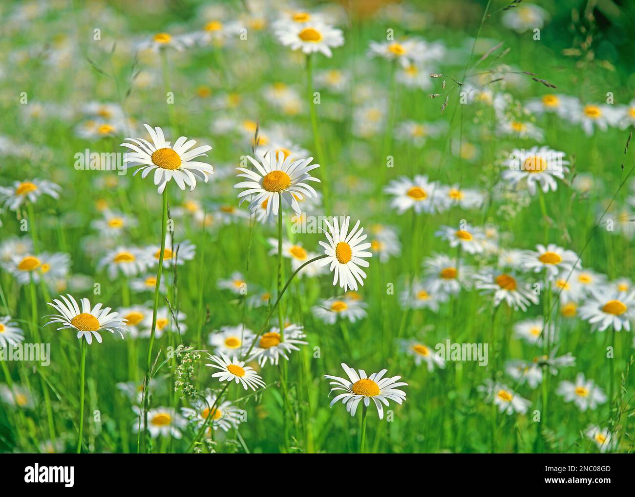 Dry meadow with oxeye daisies Chrysanthemum leucanthemum/ Chrysanthemum vulgare South Germany Stock Photo