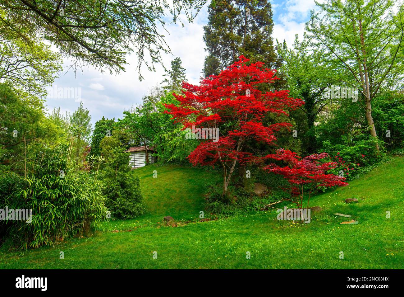 Beautiful trees and flowers in the Japanese garden in the Budapest Zoo in Hungary. Spring green landscape Stock Photo