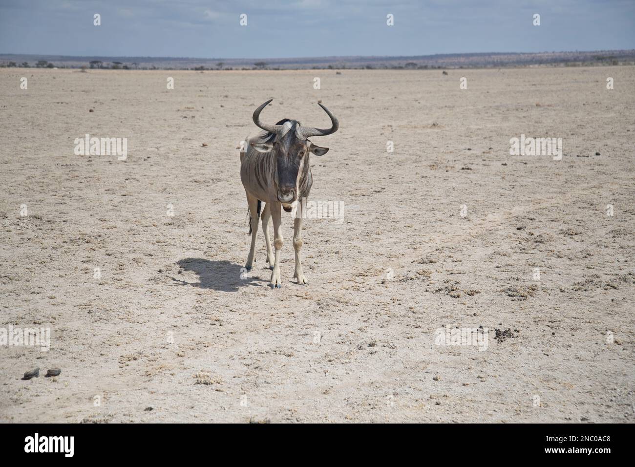 Wildebeest or brindled gnu (Connochaetes taurinus), a lone individual on a very dry plain during a prolonged drought in Amboseli National Park Stock Photo