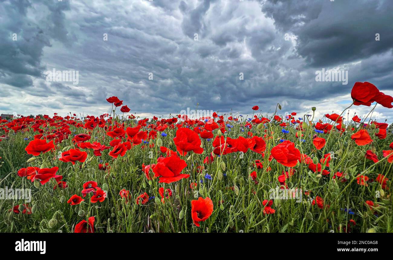 A beautiful landscape with red poppies and blue flowers in the field under dark blue cloudscape Stock Photo