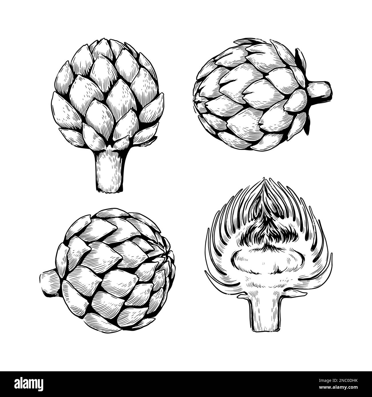 Wood artichoke, vintage french food. Engraving cooking woodcut, eating