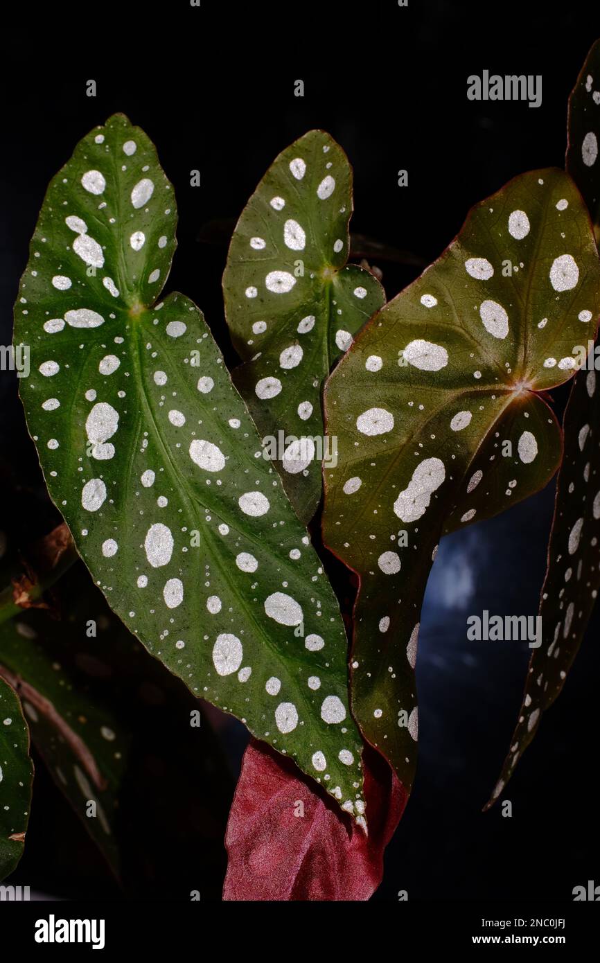 Begonia maculata plant on black background. Trout begonia leaves with white dots and metallic shimmer, close up. Spotted begonia houseplant with green Stock Photo