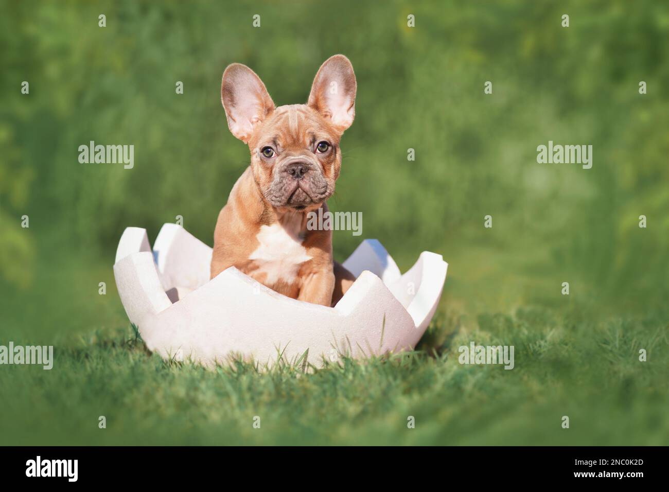 French Bulldog dog puppy sitting in egg shell on grass with copy space ...