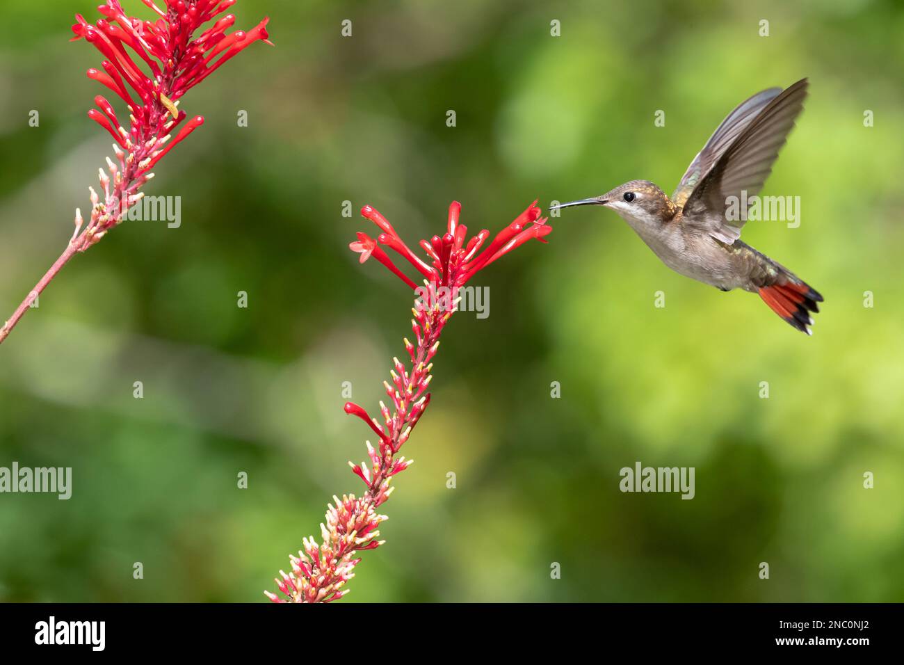 Ruby Topaz hummingbird, Chrysolampis Mosquitus, hovering next to red flowers in a garden on the Caribbean island of Trinidad. Stock Photo