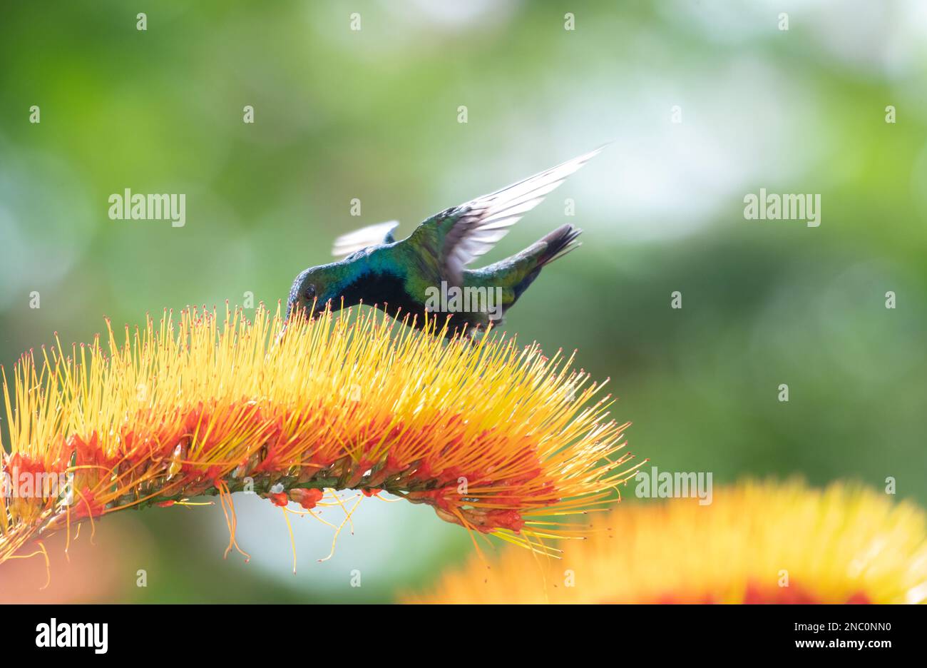 Exotic green and blue Black-throated Mango hummingbird sipping nectar from a Monkeybrush flower in morning light. Stock Photo