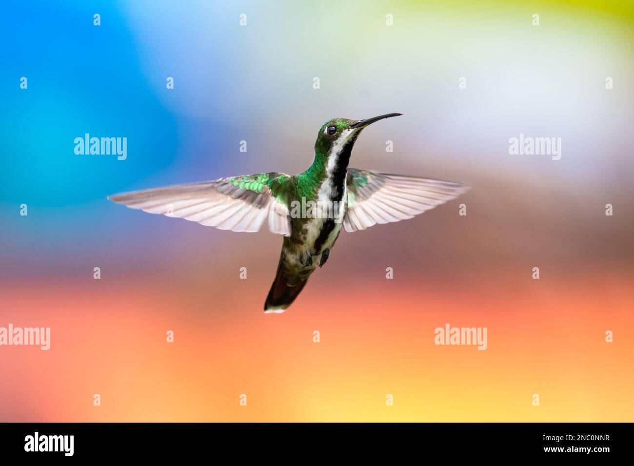 Black-throated Mango hummingbird in flight with wings spread isolated against a colorful background. Stock Photo