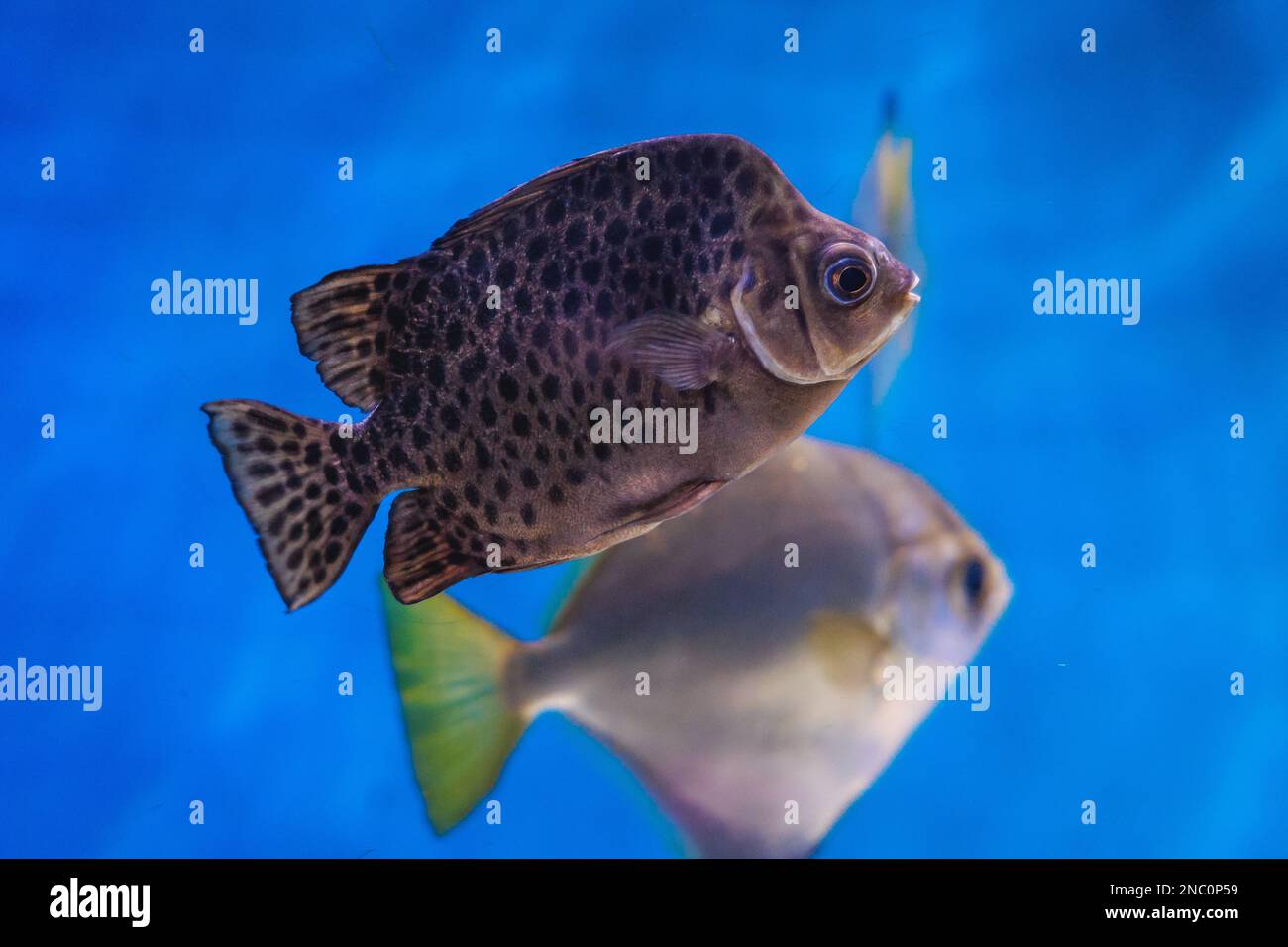 Scatophagus argus argus fish called spotted scat or butterfish in aquarium Stock Photo