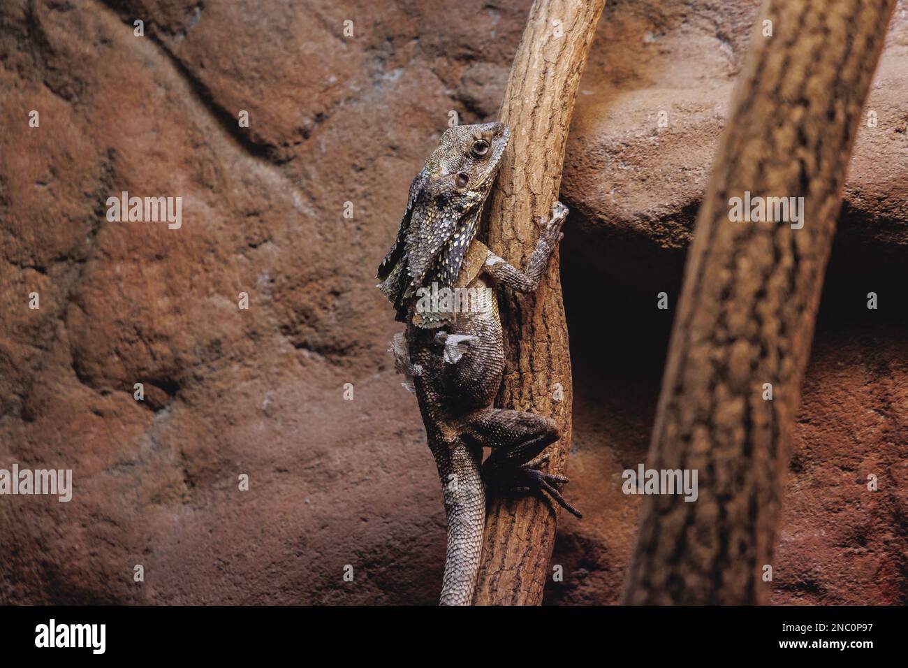 Frilled lizard - Chlamydosaurus kingii in a terrarium Stock Photo
