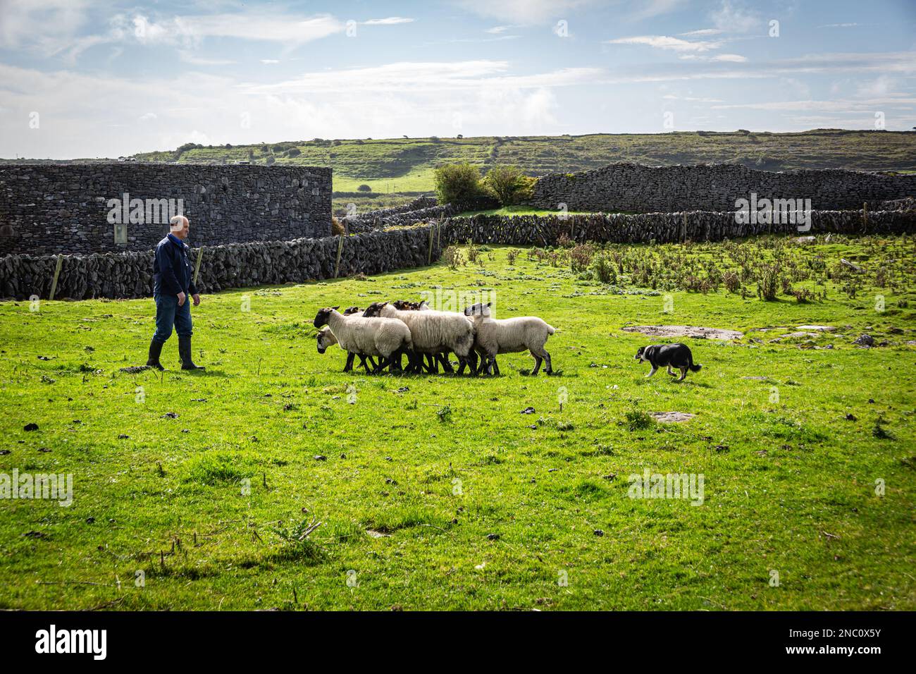 Sheep Dog Demonstration Stock Photo Alamy