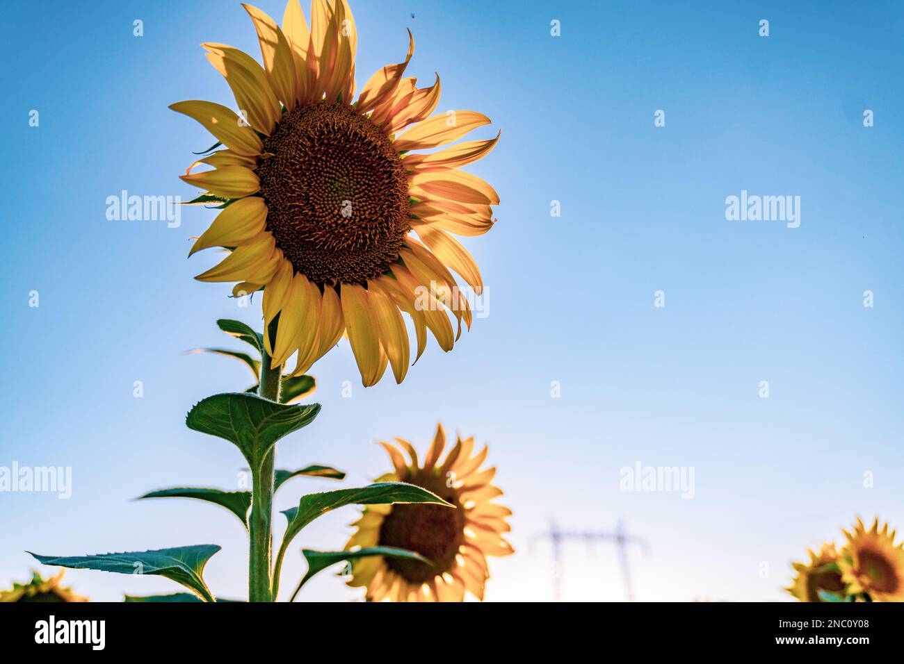 Sunflowers field rows in summer at golden hour sunset Stock Photo