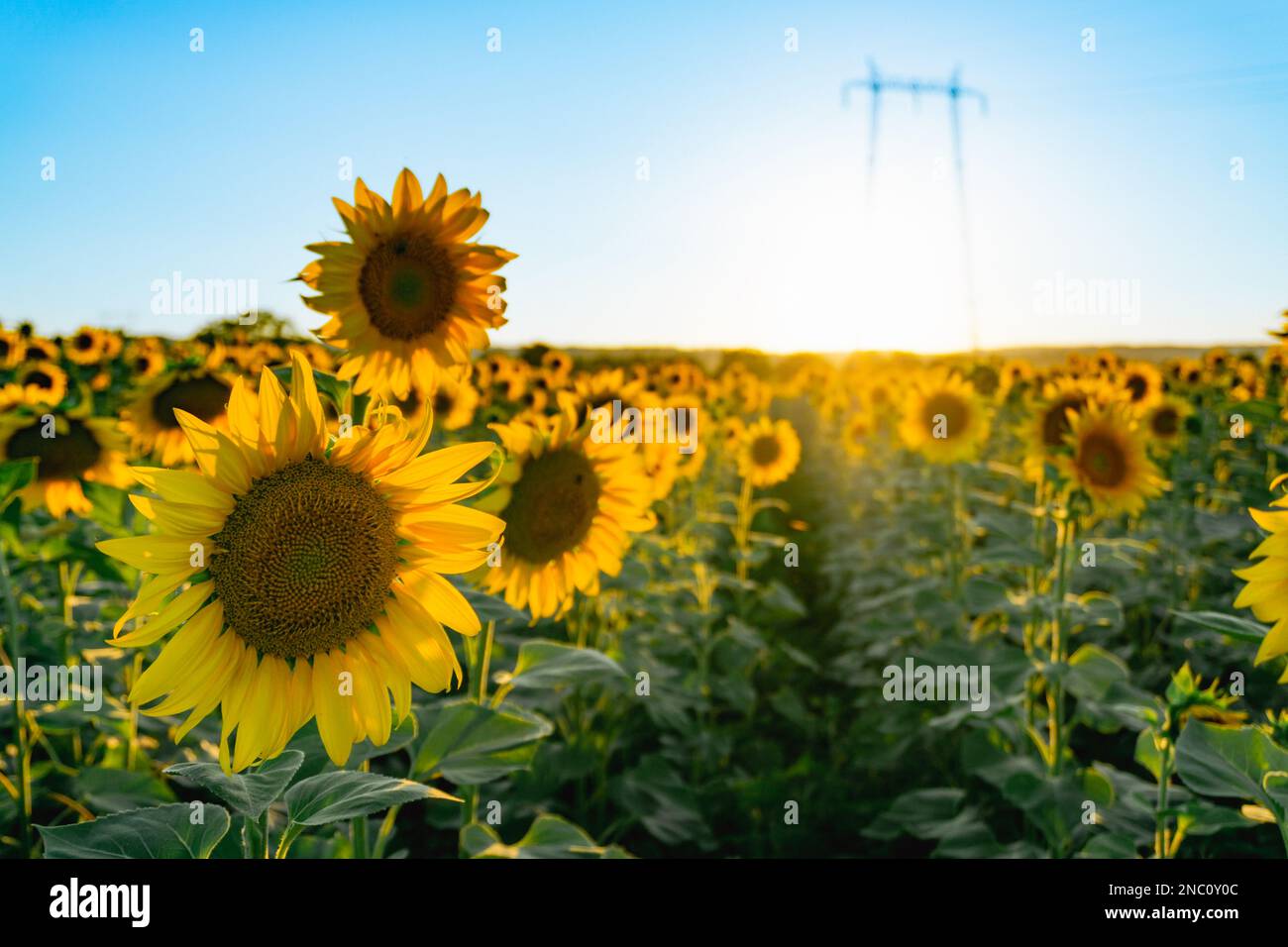 Sunflowers field rows in summer at golden hour sunset Stock Photo