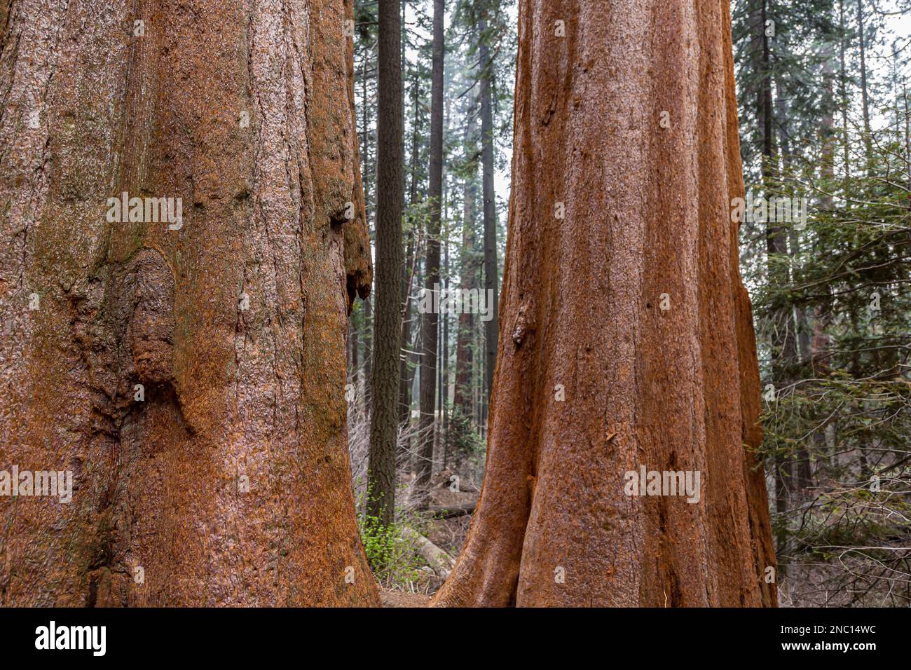 Sequoia trees in Yosemite National Park. Giant Sequoia Tree in Sequoia National Park, California, Sequoia tree. Stock Photo