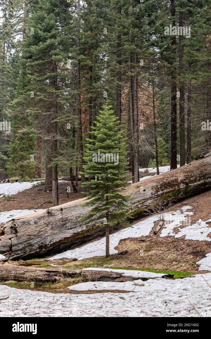 Sequoia trees in Yosemite National Park. Giant Sequoia Tree in Sequoia National Park, California, Sequoia tree. Stock Photo