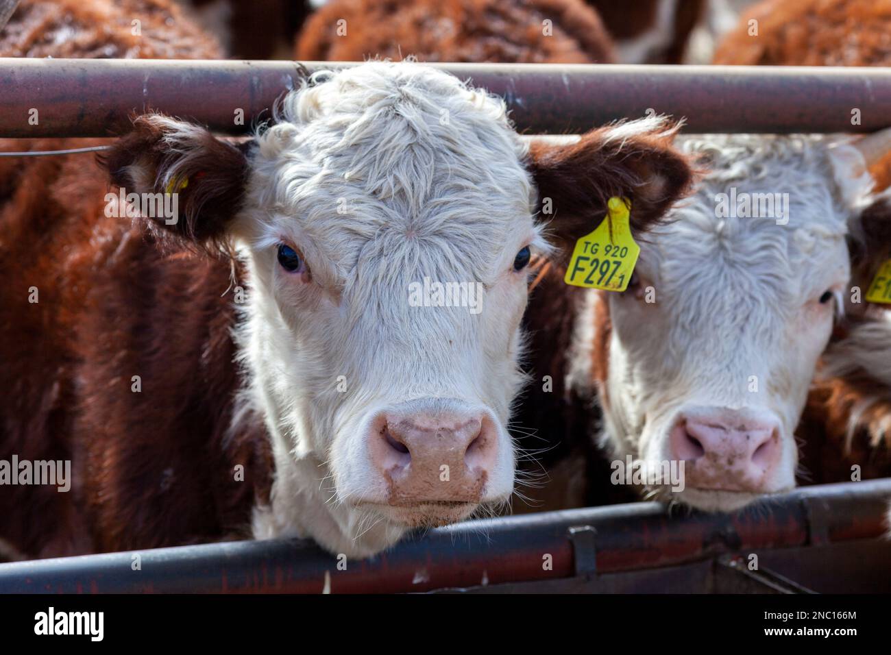 hereford cattle farm Stock Photo Alamy