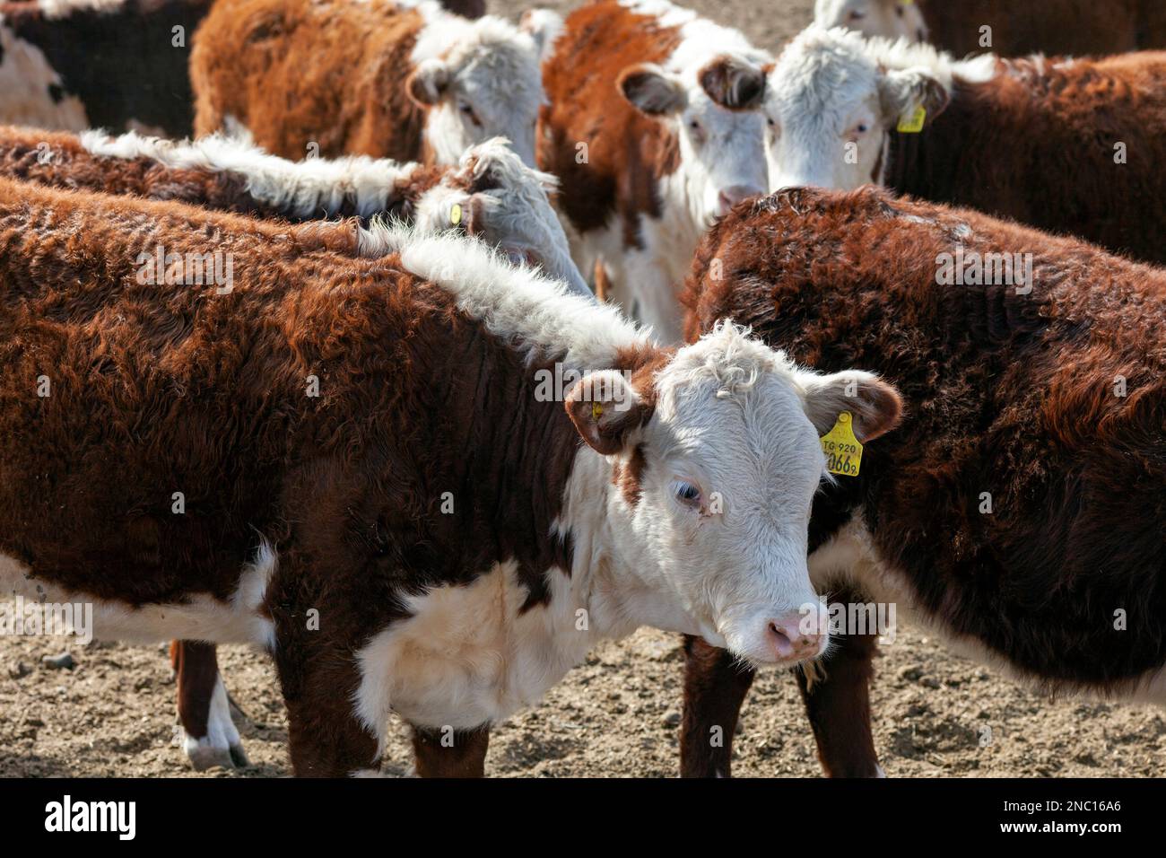 hereford cattle farm Stock Photo Alamy