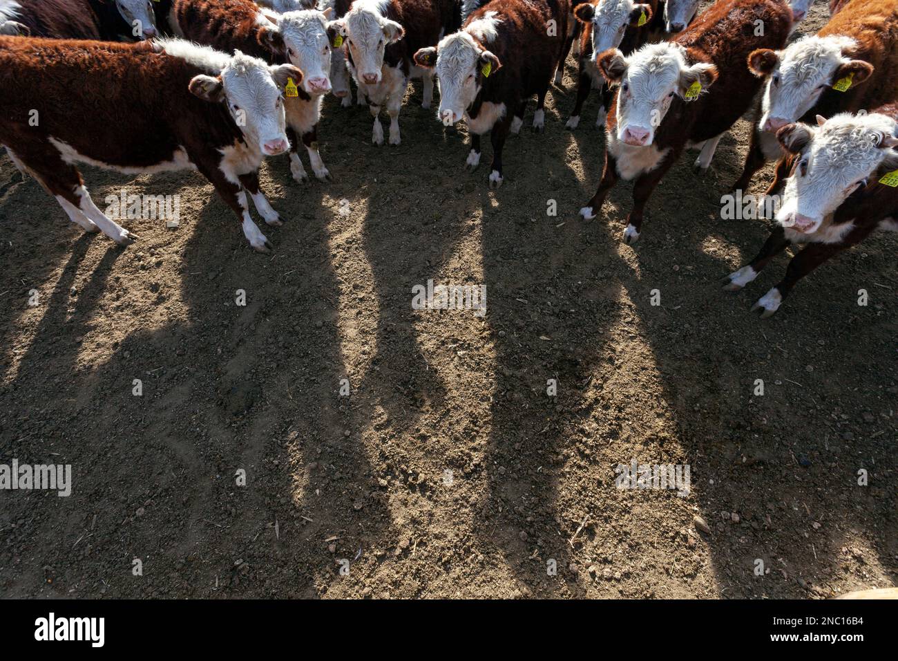 hereford cattle farm Stock Photo Alamy