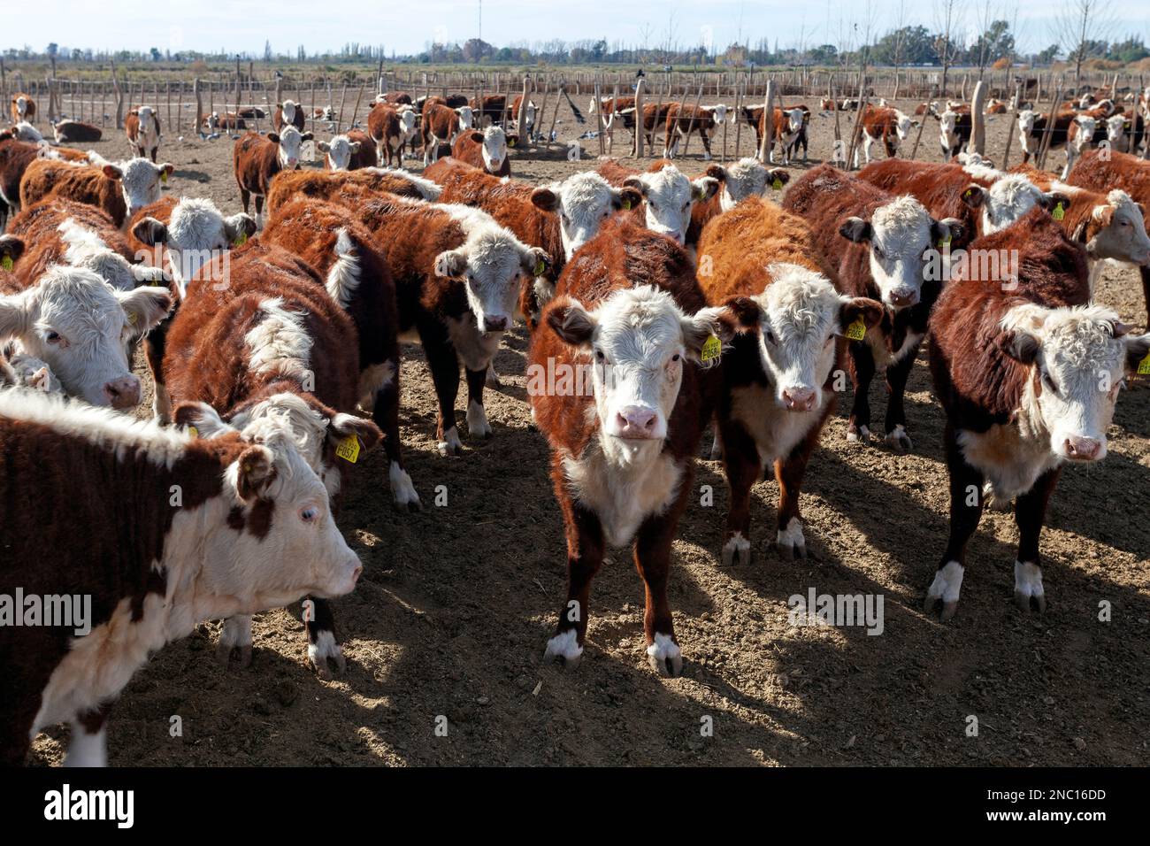 hereford cattle farm Stock Photo Alamy