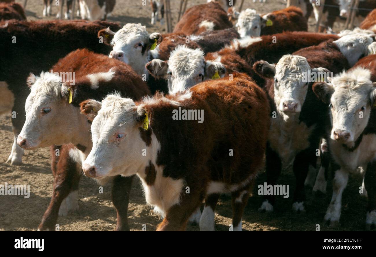hereford cattle farm Stock Photo Alamy