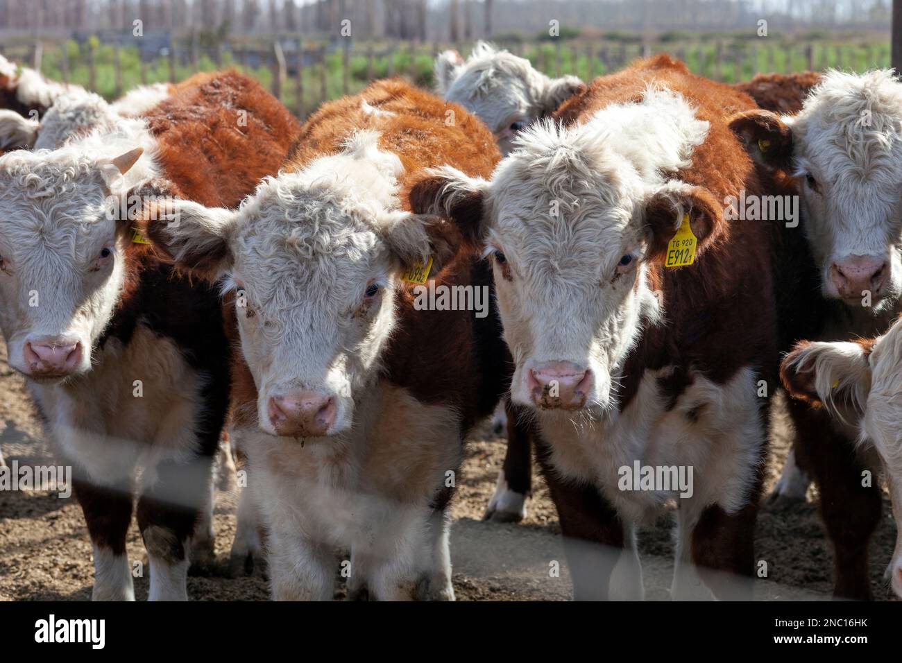 hereford cattle farm Stock Photo Alamy