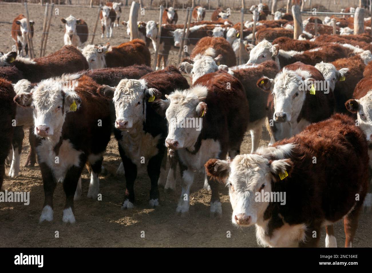 hereford cattle farm Stock Photo Alamy