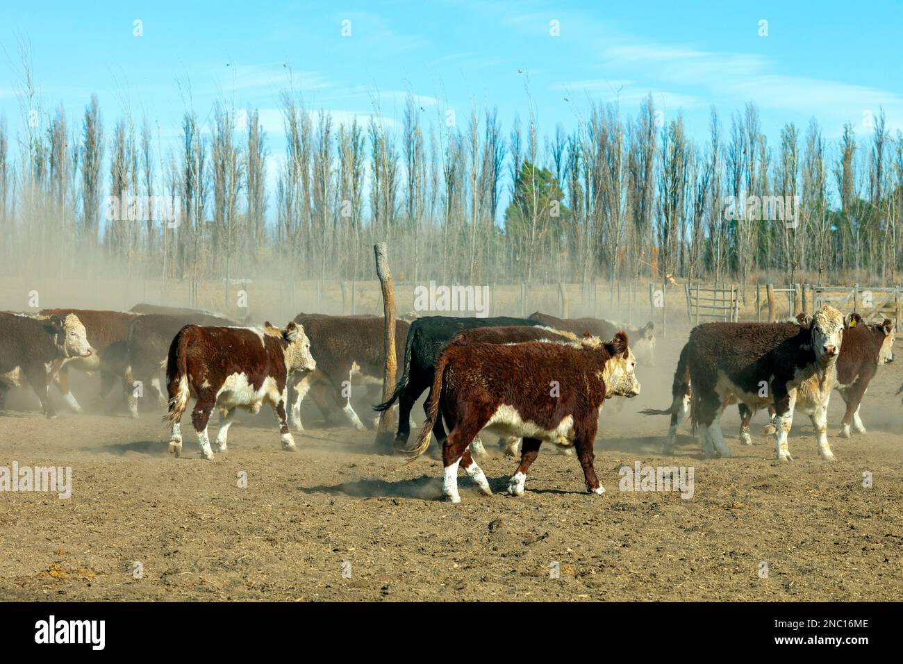 hereford cattle farm Stock Photo Alamy