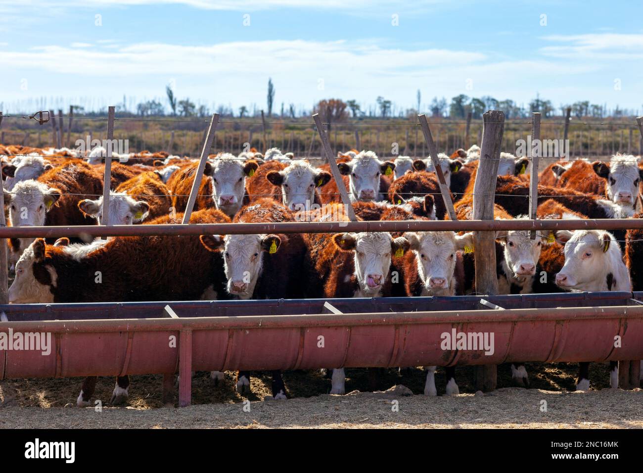 hereford cattle farm Stock Photo Alamy