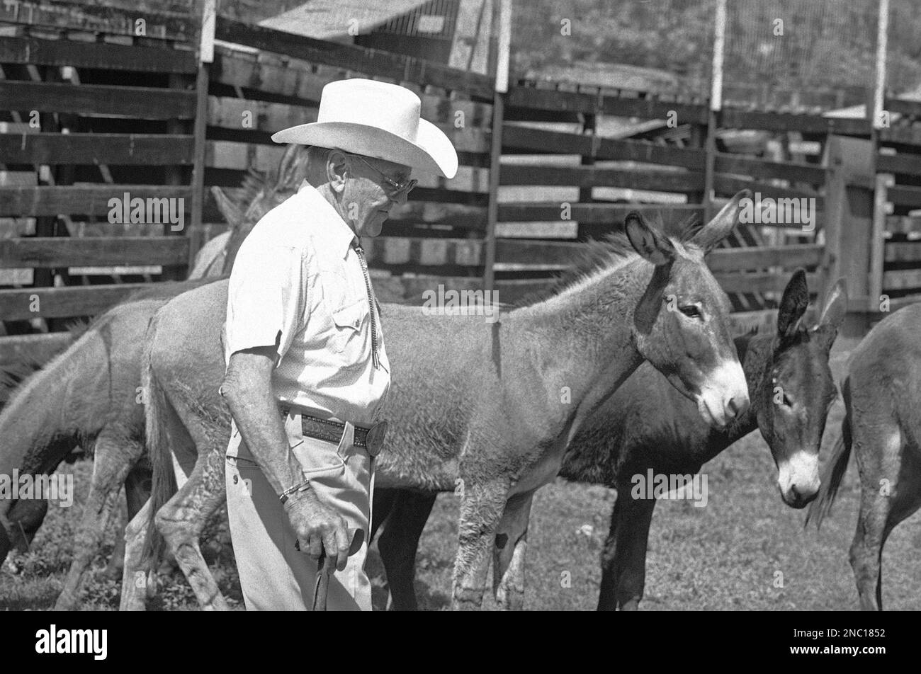 August A. Busch Jr. looks over two of the twelve wild burros rounded up in  the Grand Canyon and handed over to Mr. Busch and Grant's Farm in St.  Louis, Missouri on