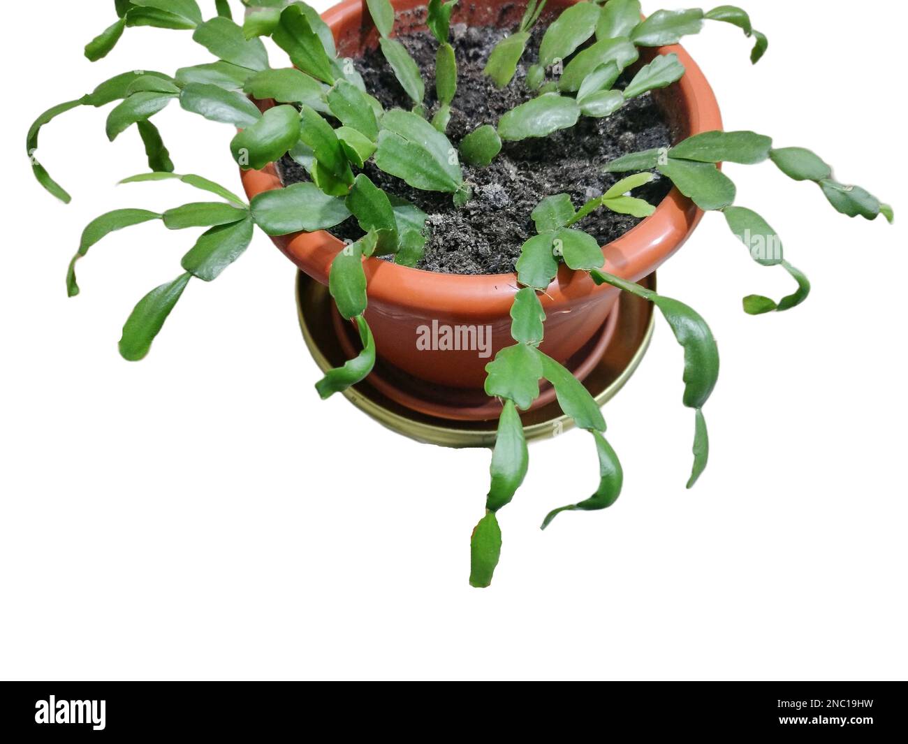 thumbnail image 2 of Christmas Cactus (Schlumbergera-Hybride), Potted Plant Stock Photo - Alamy 2 of 9