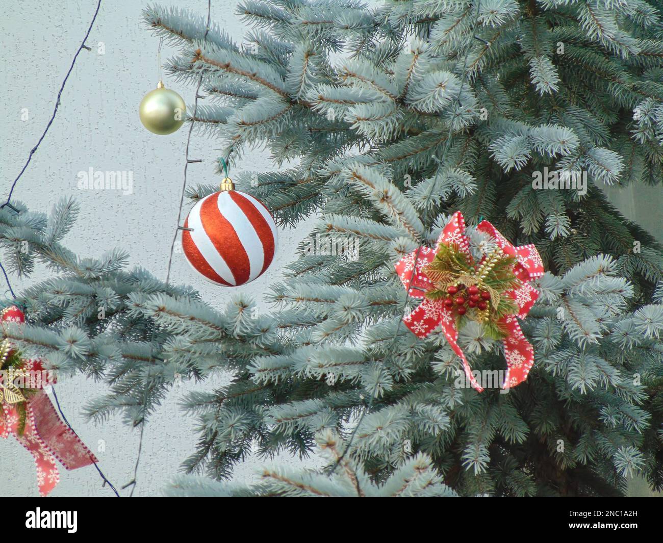 Colorado Blue Spruce tree decorated with globes and Christmas decorations Stock Photo
