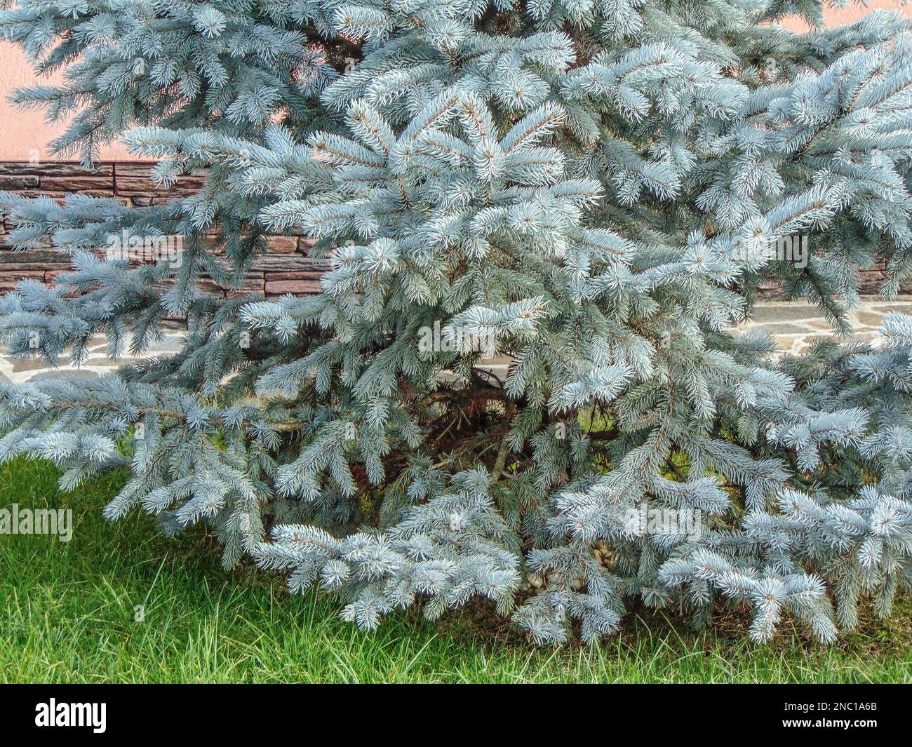 Colorado Blue Spruce tree. Natural Stock Photo Alamy