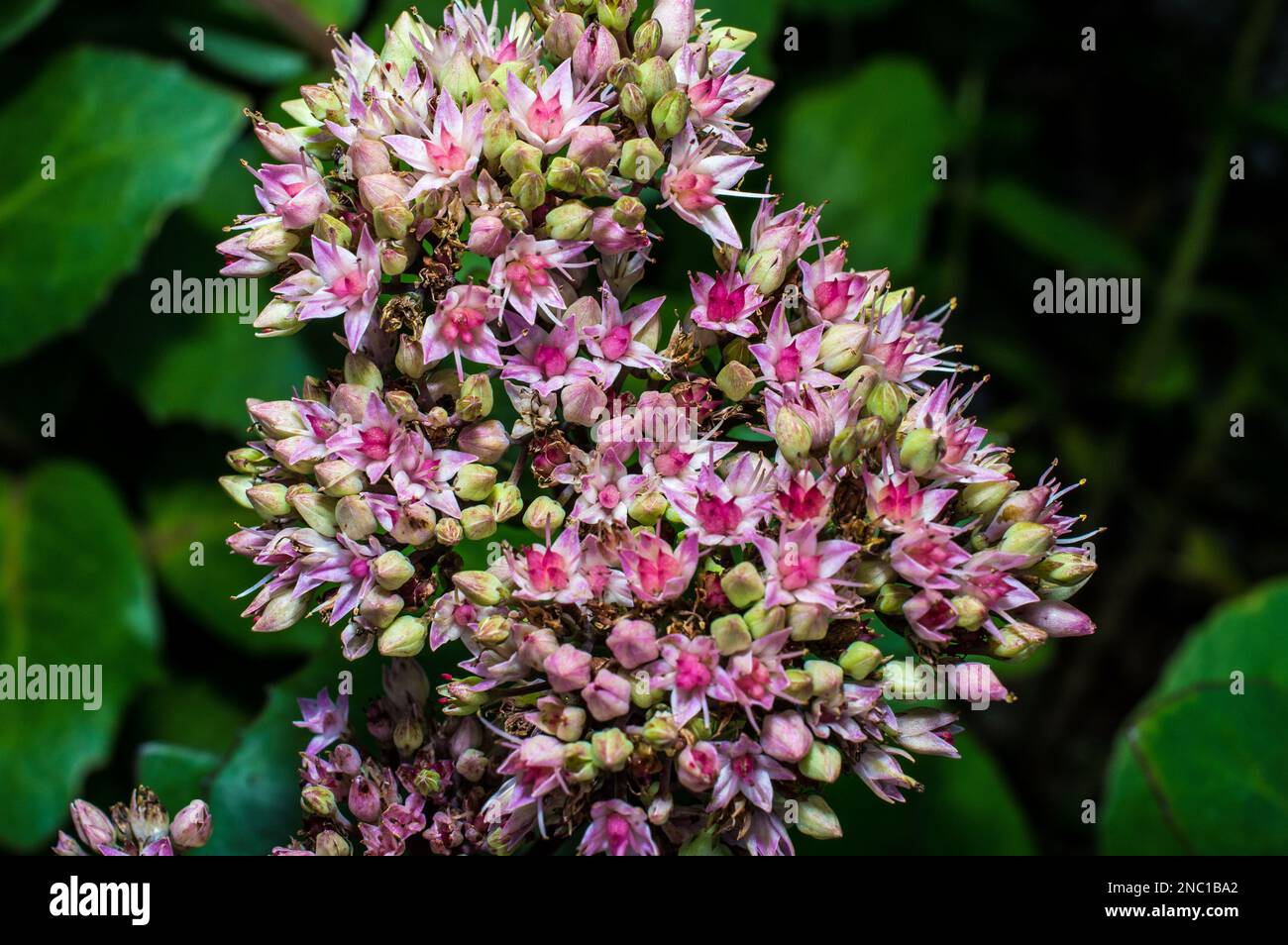The Hylotelephium sedum spectabile autumn purple flowering ornamental plant, stonecrop flowers in bloom Stock Photo