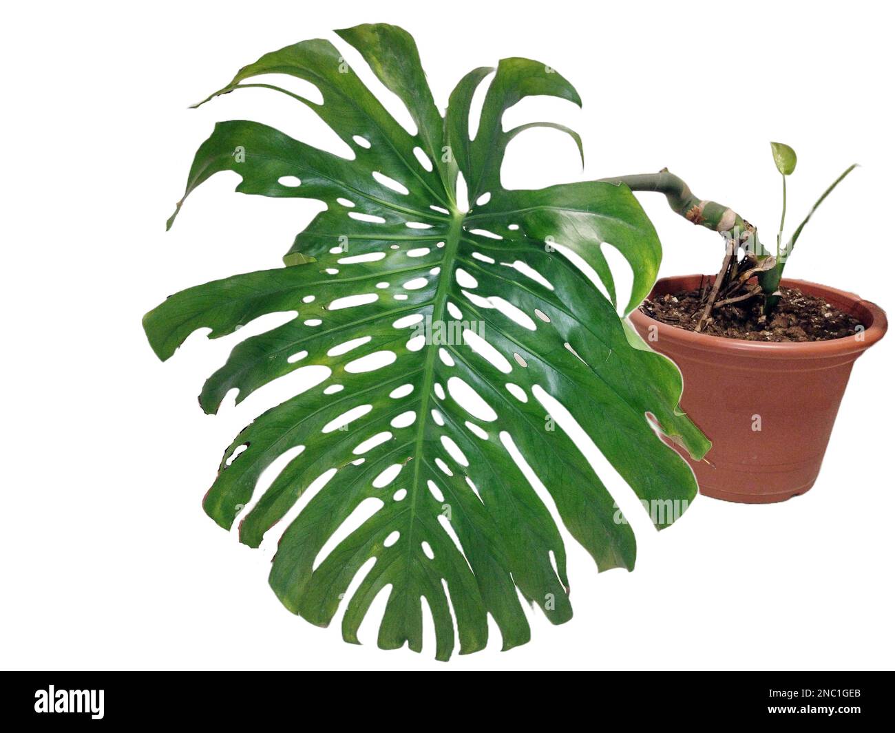 Swiss cheese plant isolated on white background. Monstera deliciosa