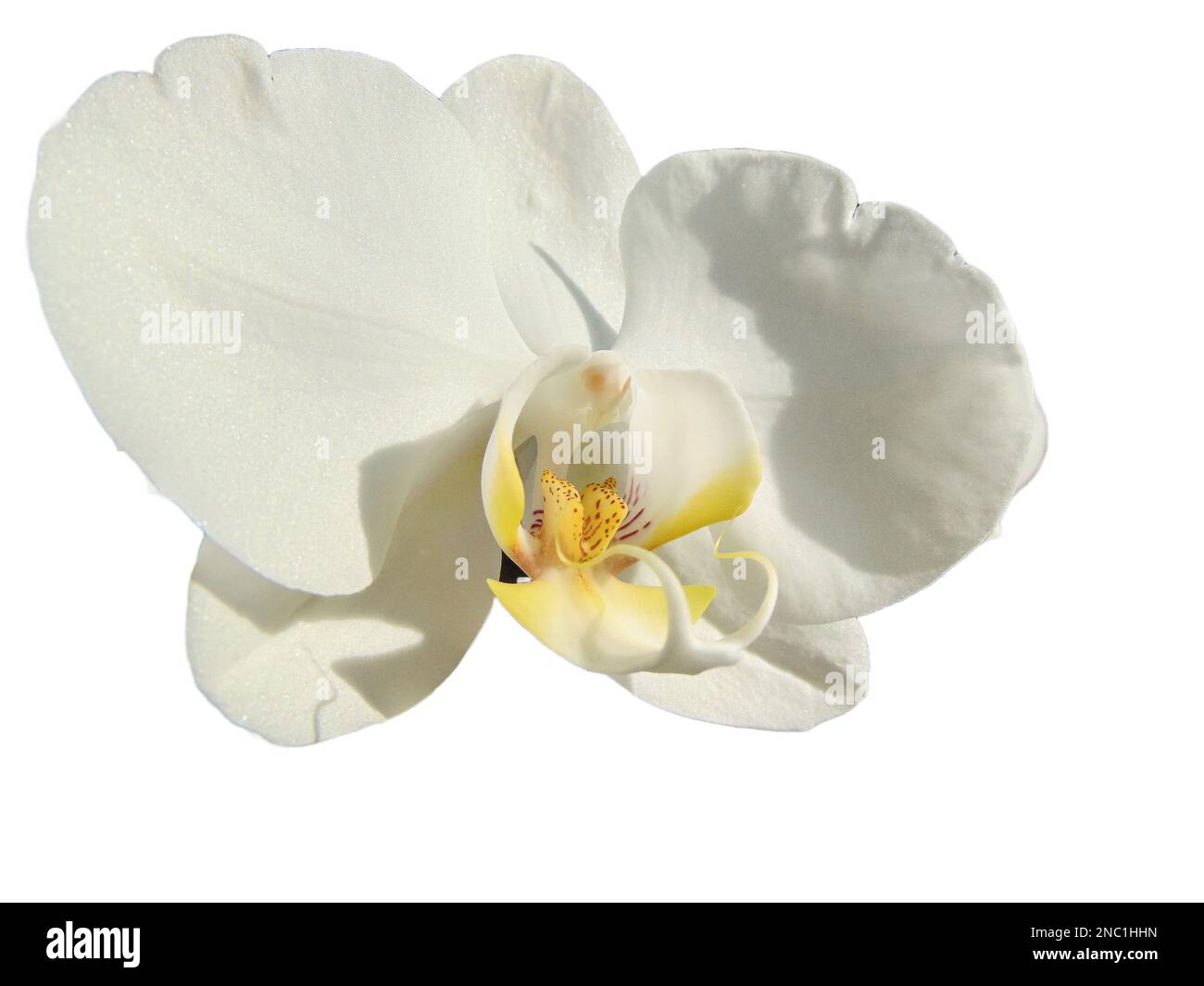White orchid flower isolated on white background Stock Photo - Alamy