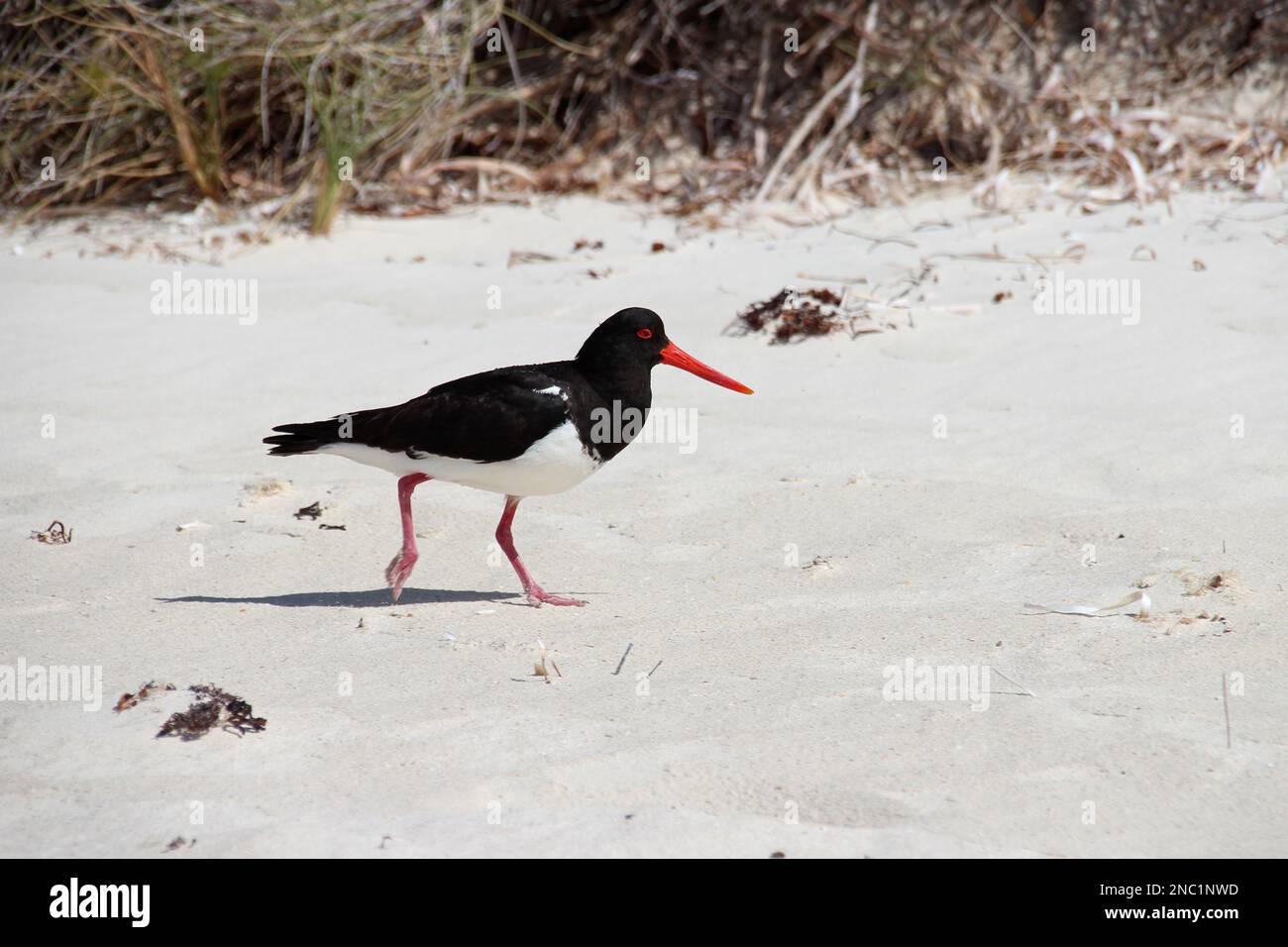 oystercatcher at rottnest island (australia Stock Photo Alamy
