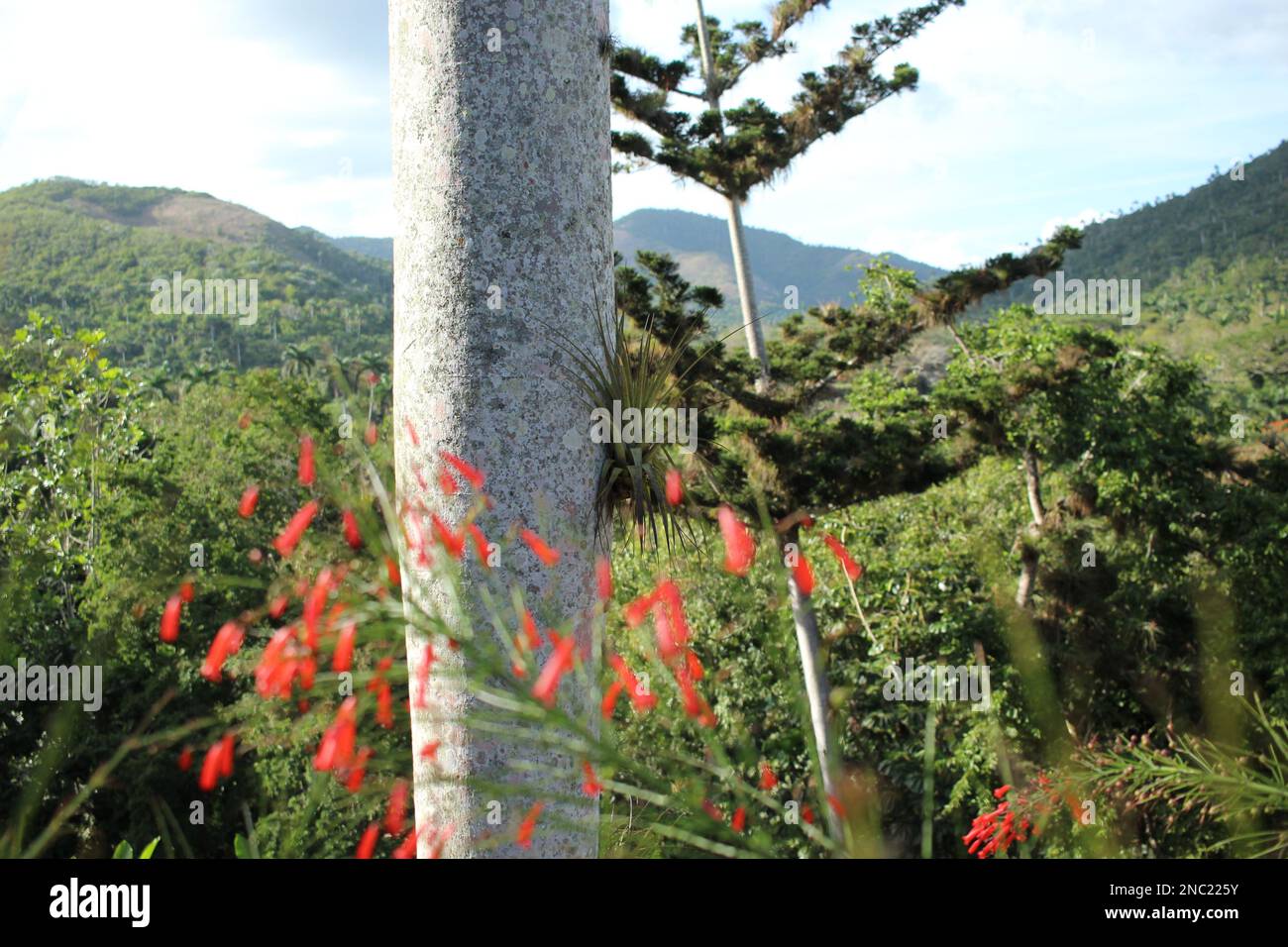 Colorful tropical plants in Soroa Botanical Garden - Orquideario Soroa, Cuba Stock Photo