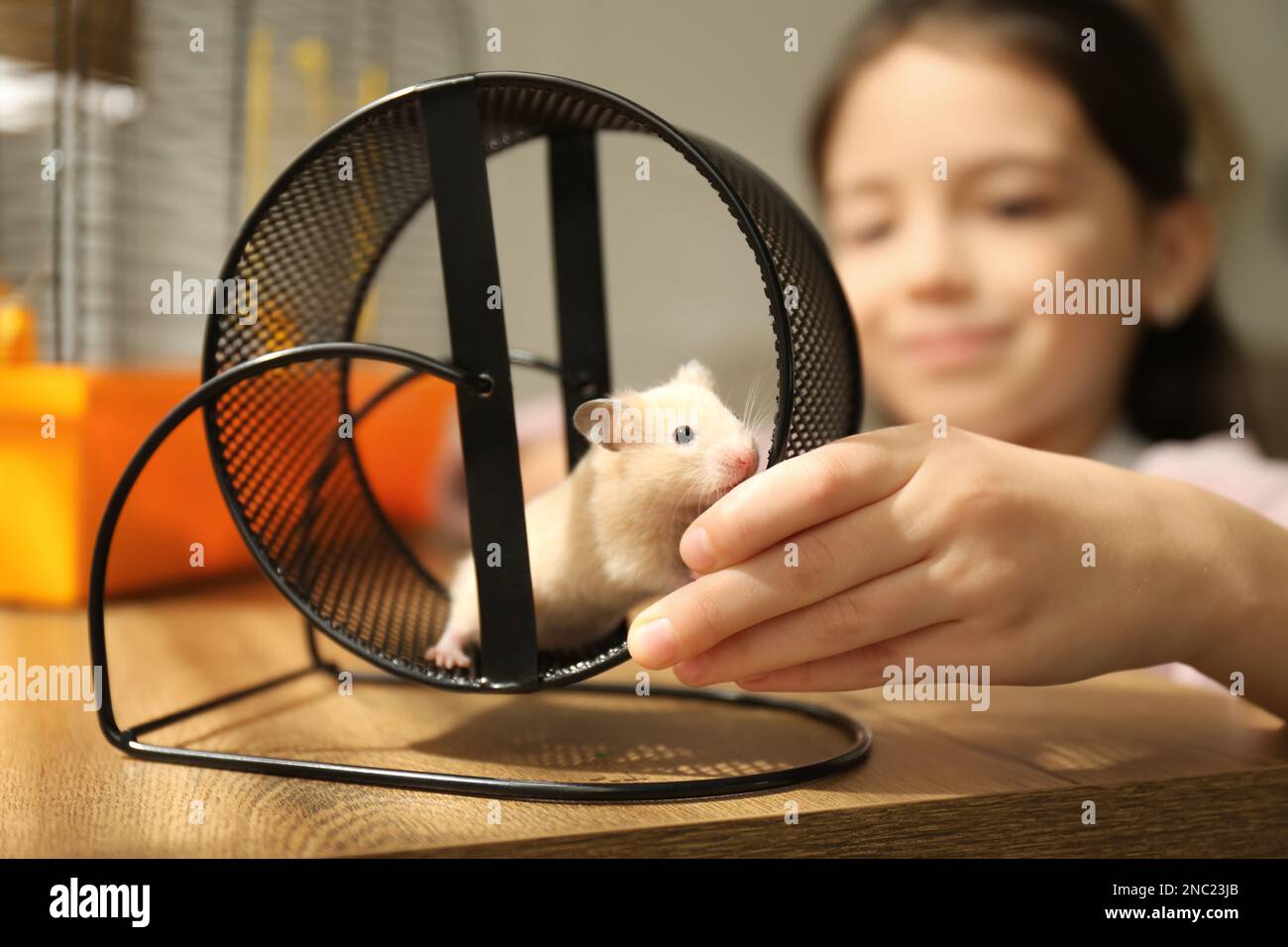 Little girl watching her hamster playing in spinning wheel at home, focus on hands Stock Photo