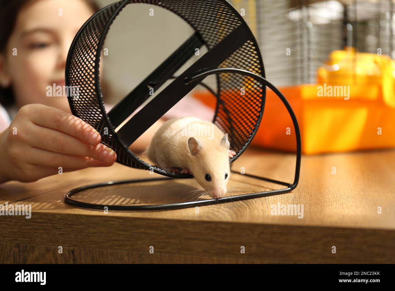 Little girl watching her hamster playing in spinning wheel at home, focus on hands Stock Photo