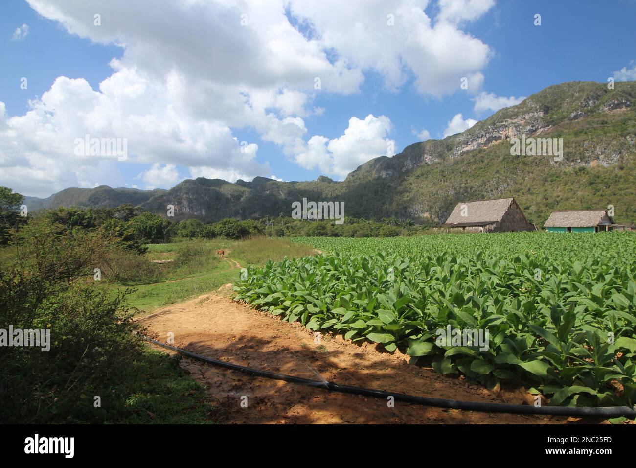 Breathtaking views in Vale de Viñales (Vinales Valley) in Pinar del Rio province, Cuba Stock Photo