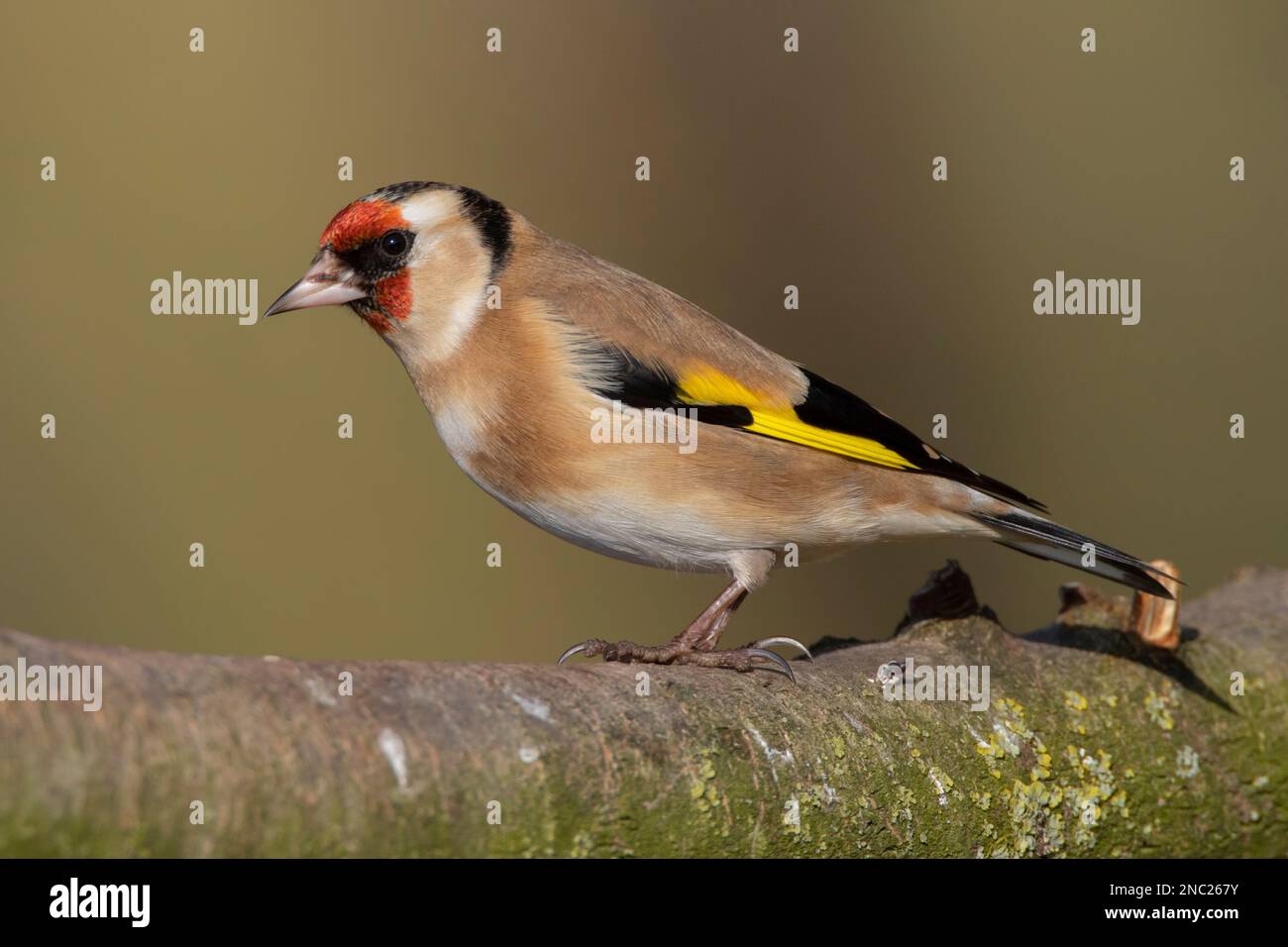 A Goldfinch small bird perched on a tree branch at RSPB Lakenheath fens in Norfolk England, February 2023 Stock Photo
