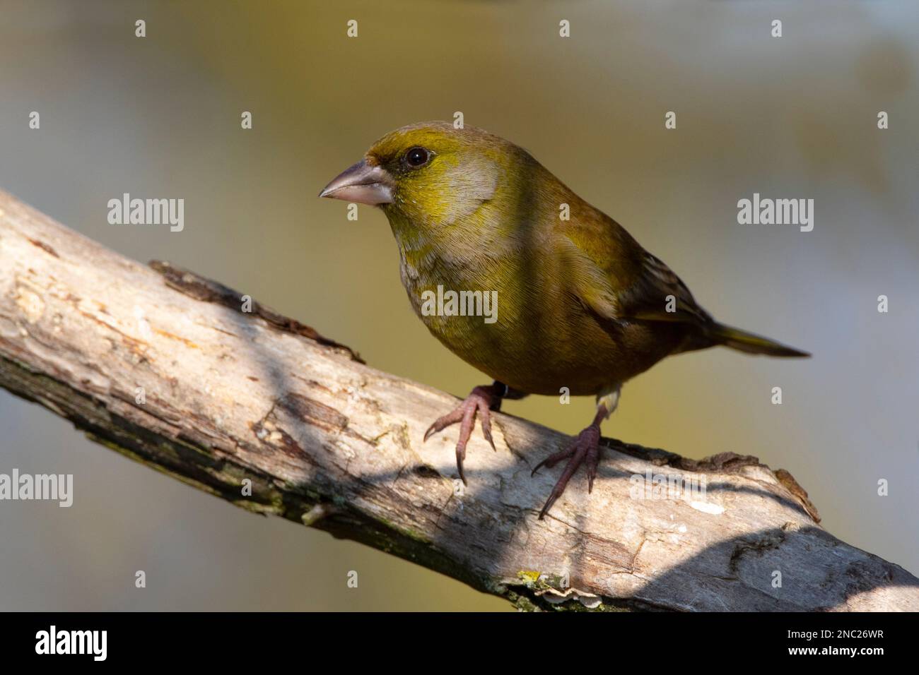 A female Greenfinch perched on a tree at RSPB Lakenheath in Norfolk England, February 2023 Stock Photo