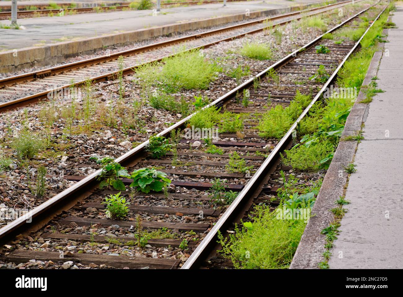Railway overgrown green grass hi-res stock photography and images - Alamy