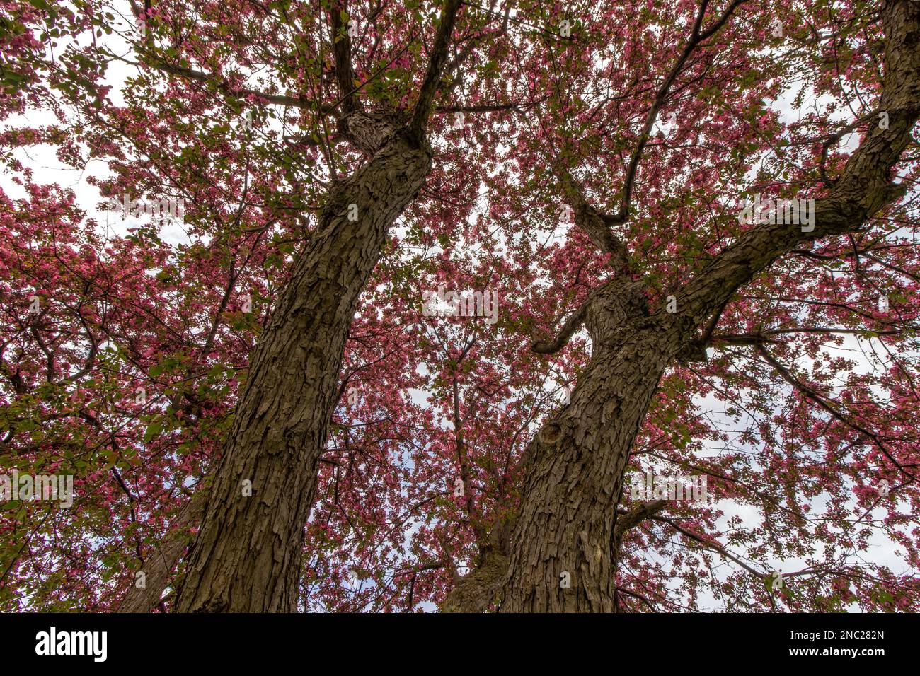 A view upwards underneath elderly crabapple trees. Stock Photo