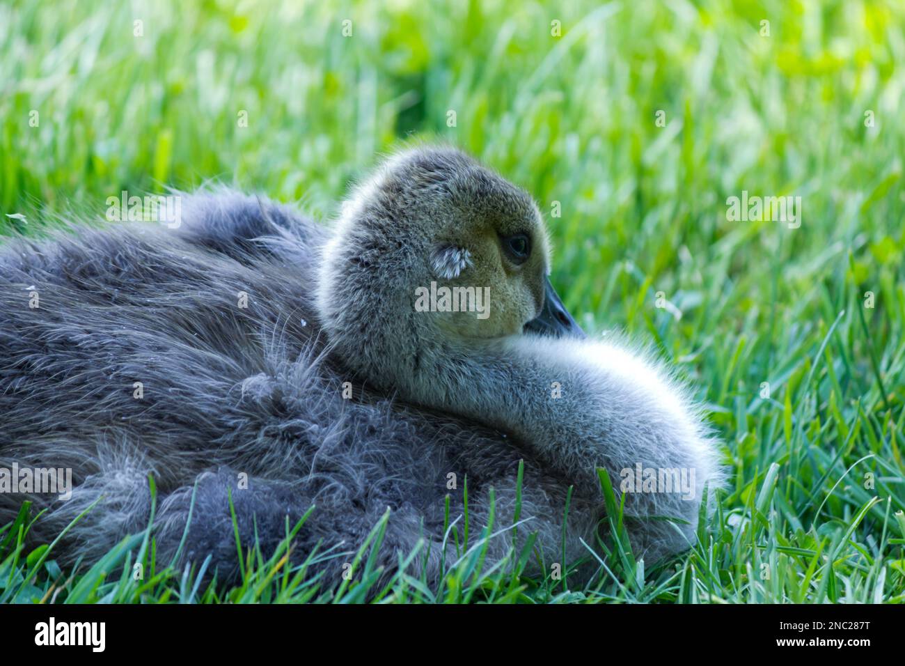 A gosling nestles in the grass, tucked in for a sleep Stock Photo
