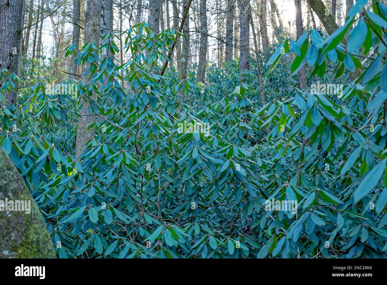 Thick full grown rhododendron bushes growing on the mountain in a forest in the shade in winter closeup view Stock Photo